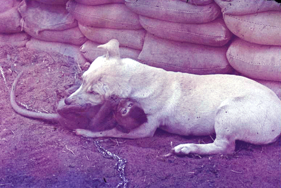 Dog and Monkey mascot